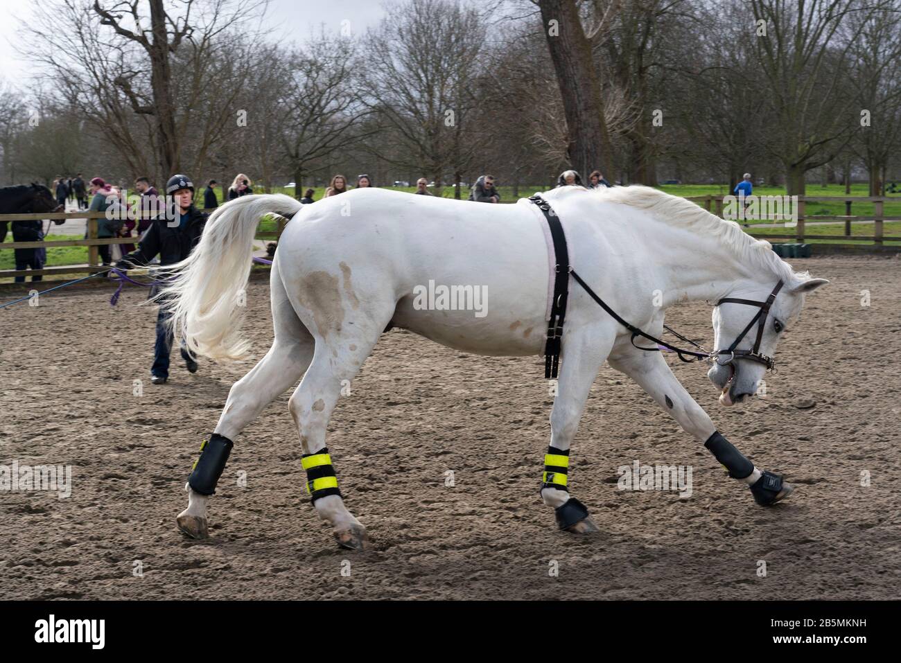 A police horse is being trained in Hyde Park,London Stock Photo