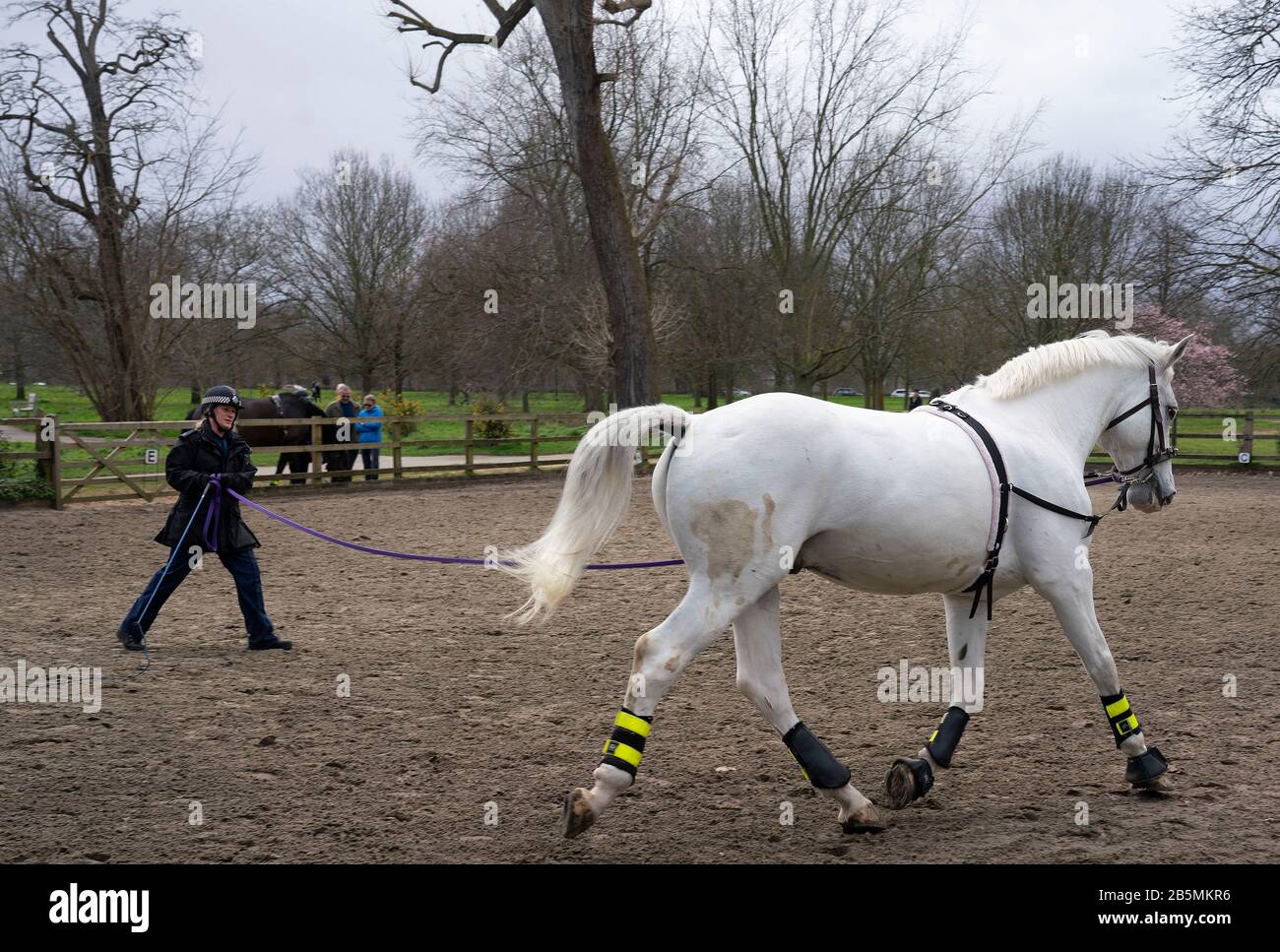 A police horse is being trained in Hyde Park,London Stock Photo