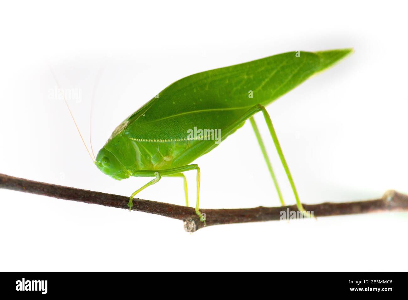 Green bush cricket, katydid or long-horned grasshopper (insect family Tettigoniidae) attached to a tree branch wooden stick macro closeup photo isolat Stock Photo