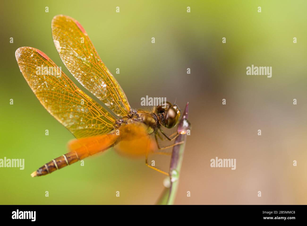 Brown dragonfly macro. Dragonfly with spread wings closeup sitting on a ...