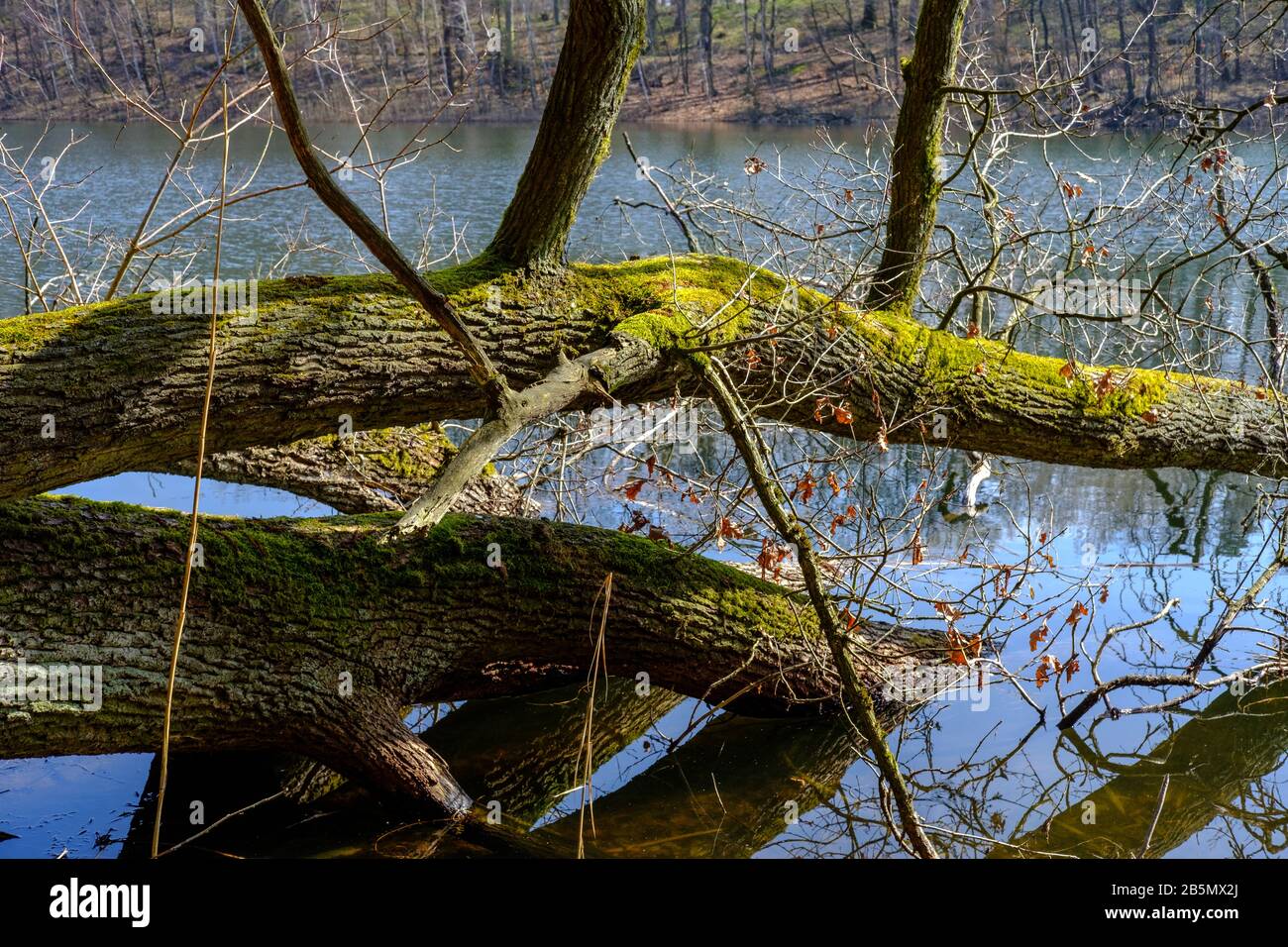 Lake near Bad Liebenberg in the German state of Brandenburg in early spring. Stock Photo
