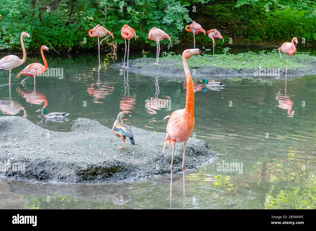 A group of colorful flamingos bathing in the pond Stock Photo