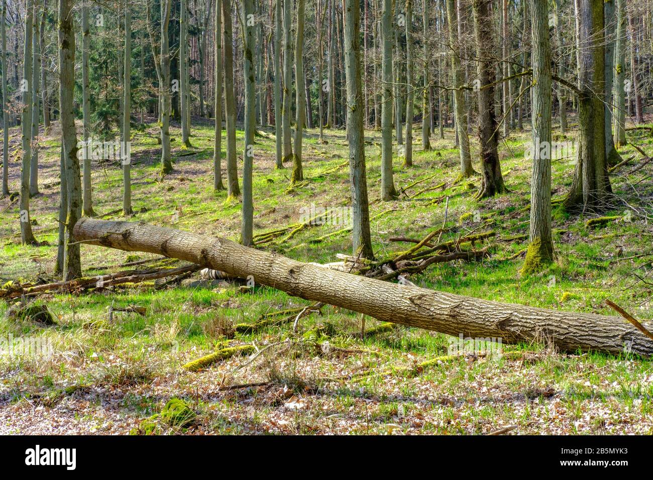 Woods near Bad Liebenberg in the German state of Brandenburg in early spring. Stock Photo