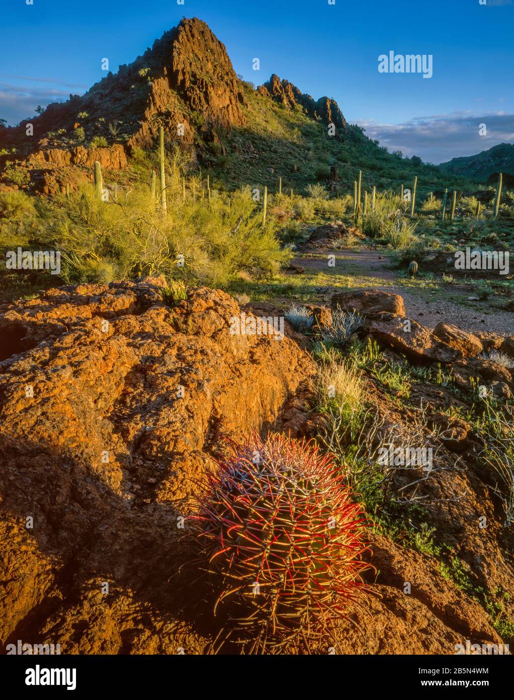Organ Pipe Cactus; Organ Pipe Cactus National Monument, Arizona Stock Photo