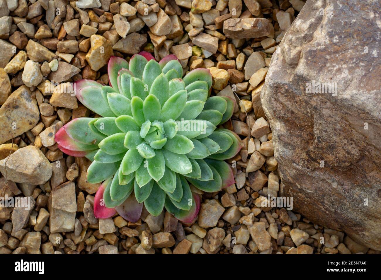 Echeveria elegans, an elegant succulent plant with its rosette if light green leaves tinged with red Stock Photo