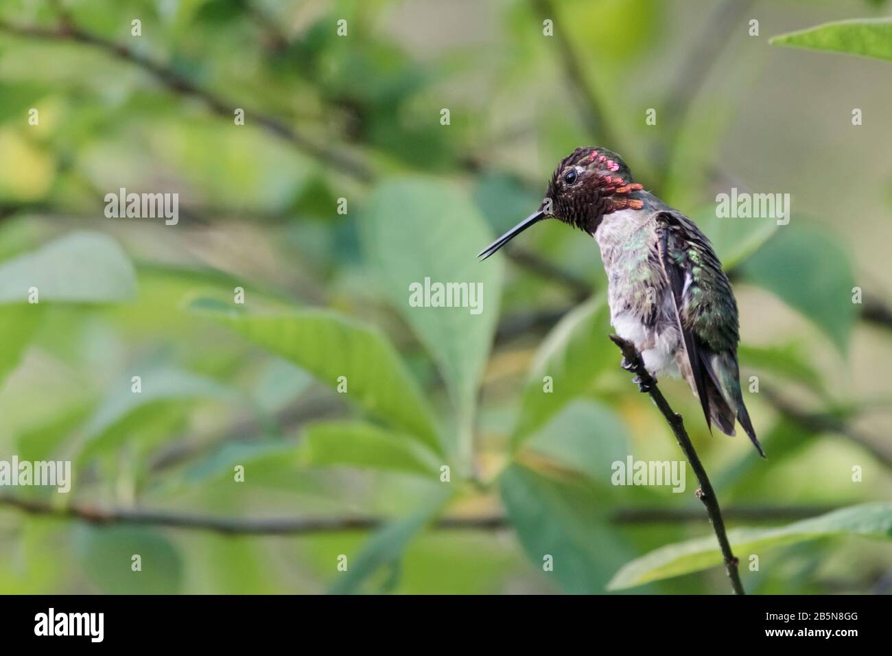 An alert, fierce-looking male Anna's hummingbird, with bright red crown and gorget, green back and slightly open beak, stares down from a tiny branch. Stock Photo