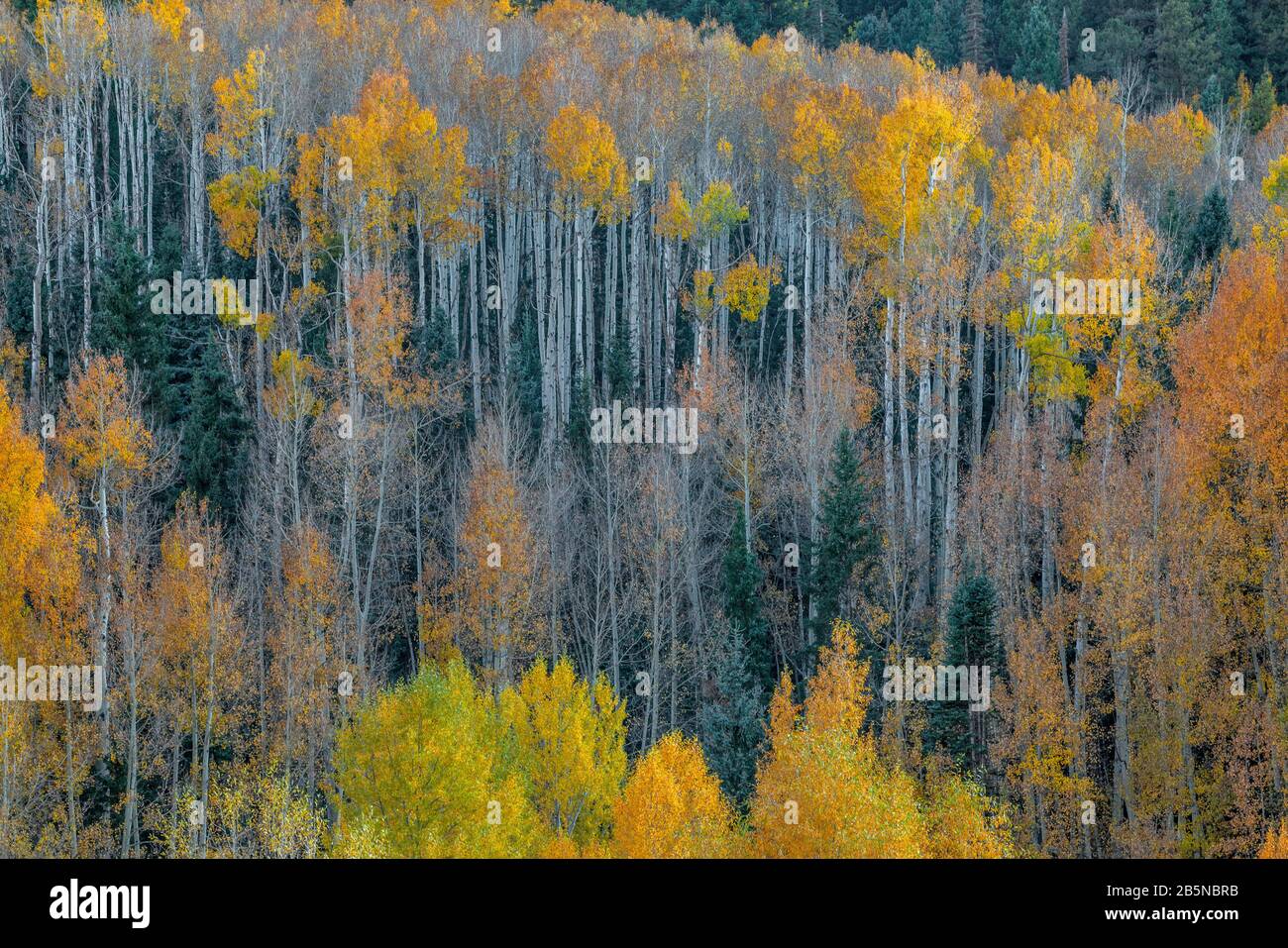 Aspen, Populus Tremula, Dallas Divide, Uncompahgre National Forest, Colorado Stock Photo