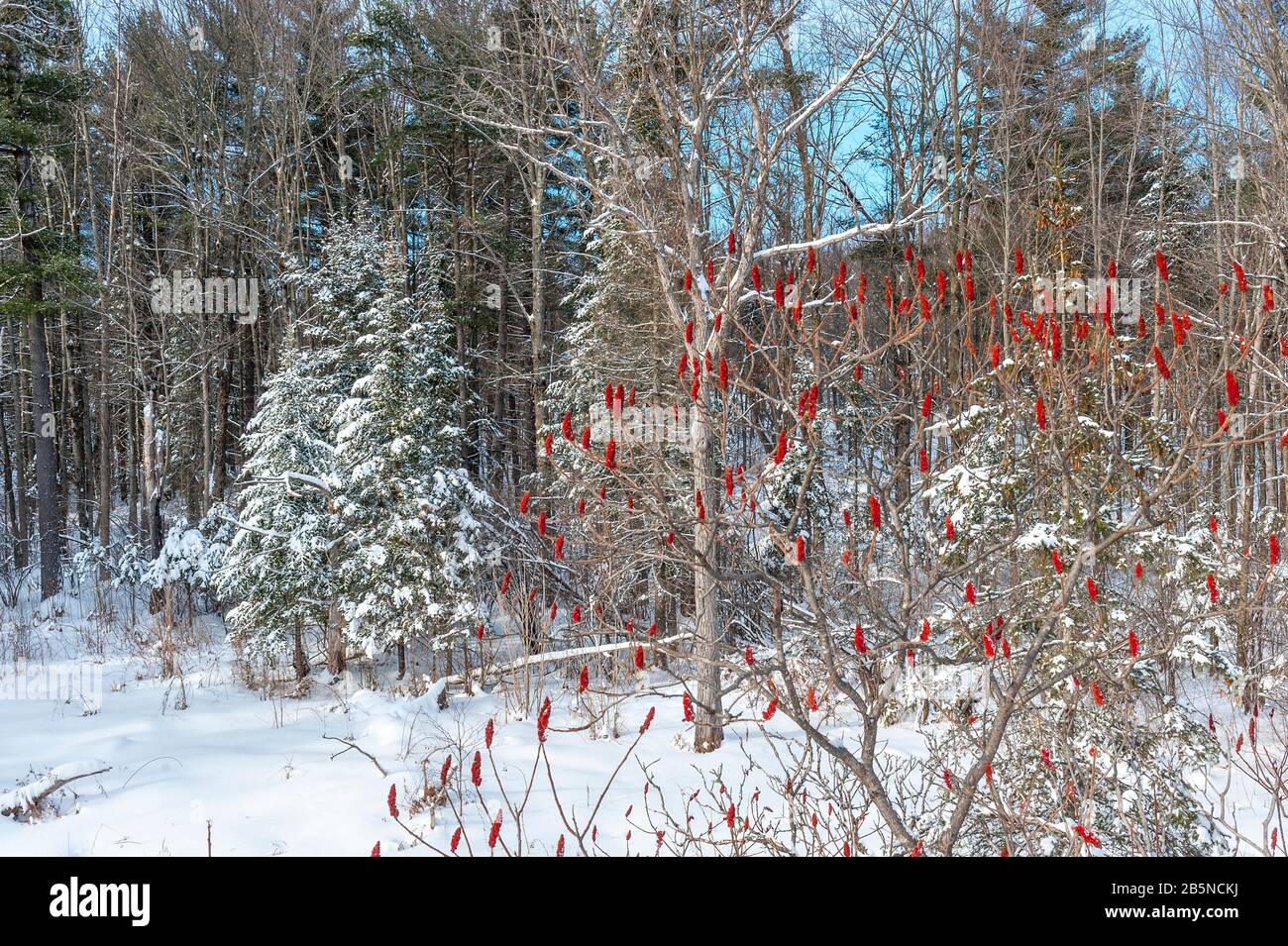 Snow covered sumac bush in forest in winter Stock Photo