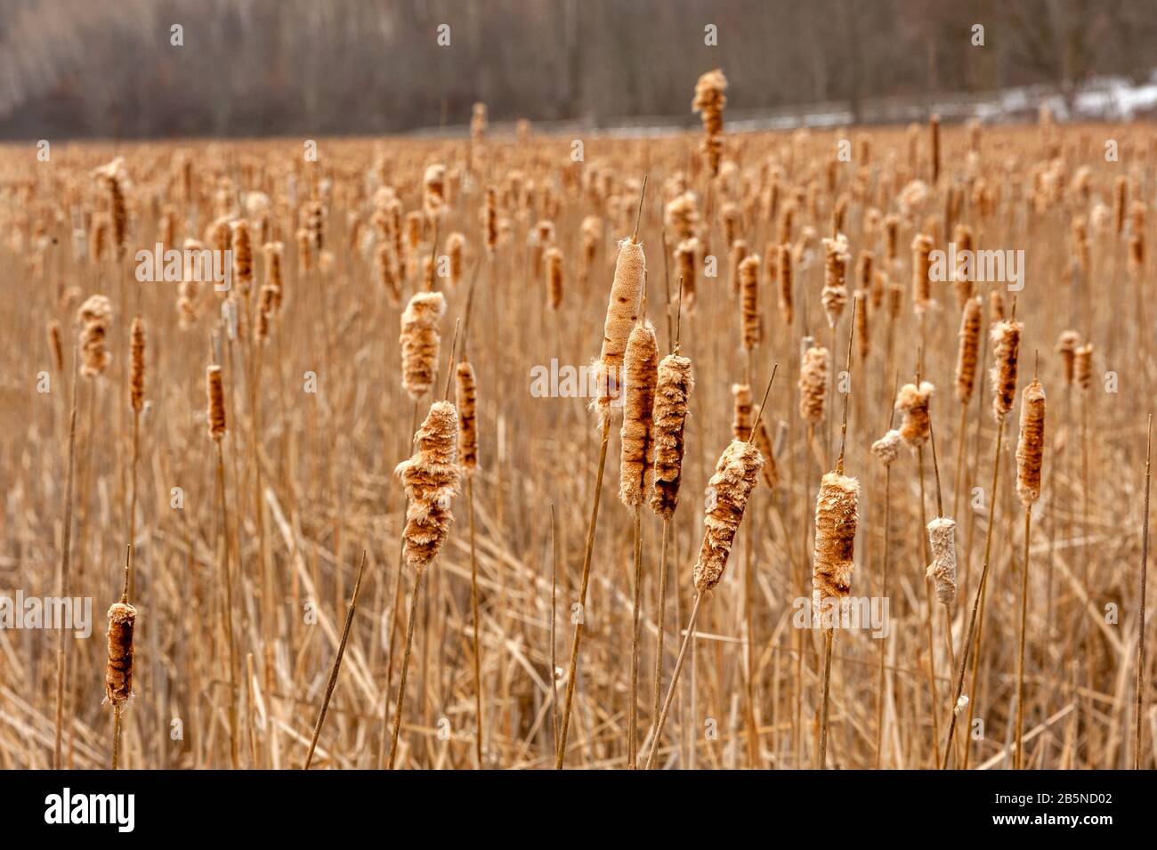 Field of Cattails Stock Photo
