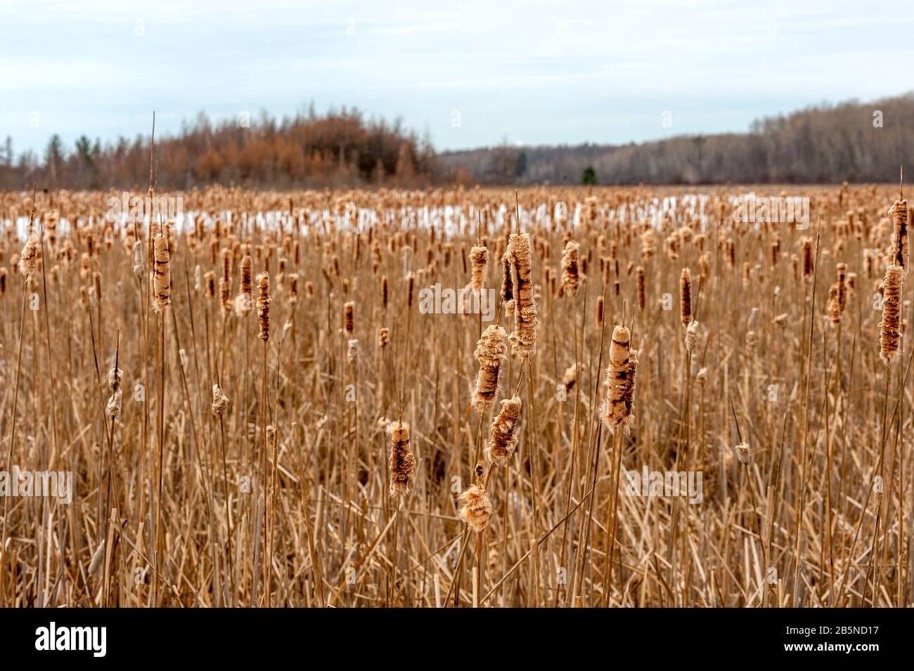 Field of Cattails Stock Photo
