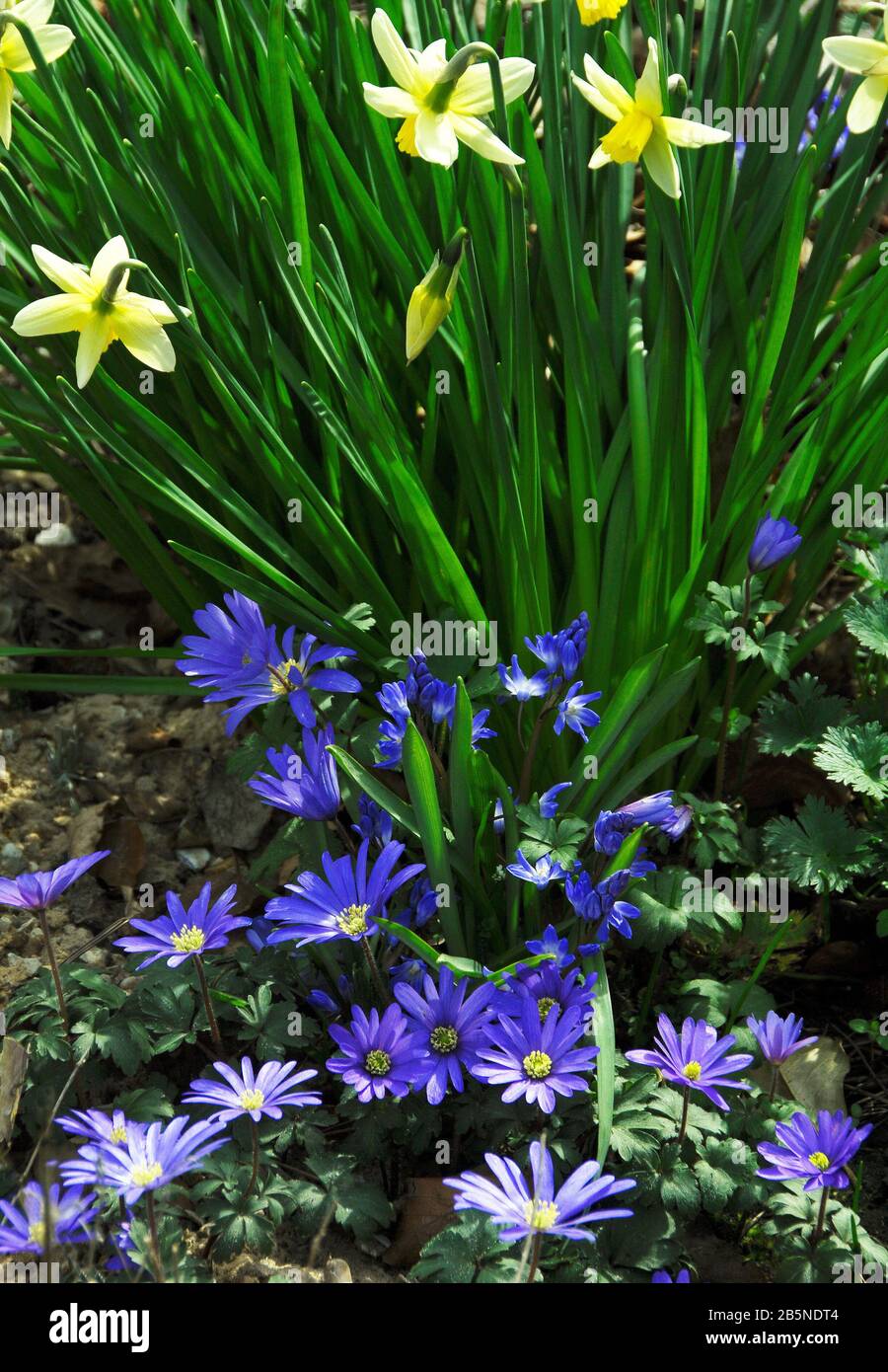 A spring combination, Narcissus & Anemone blanda & Scilla Stock Photo