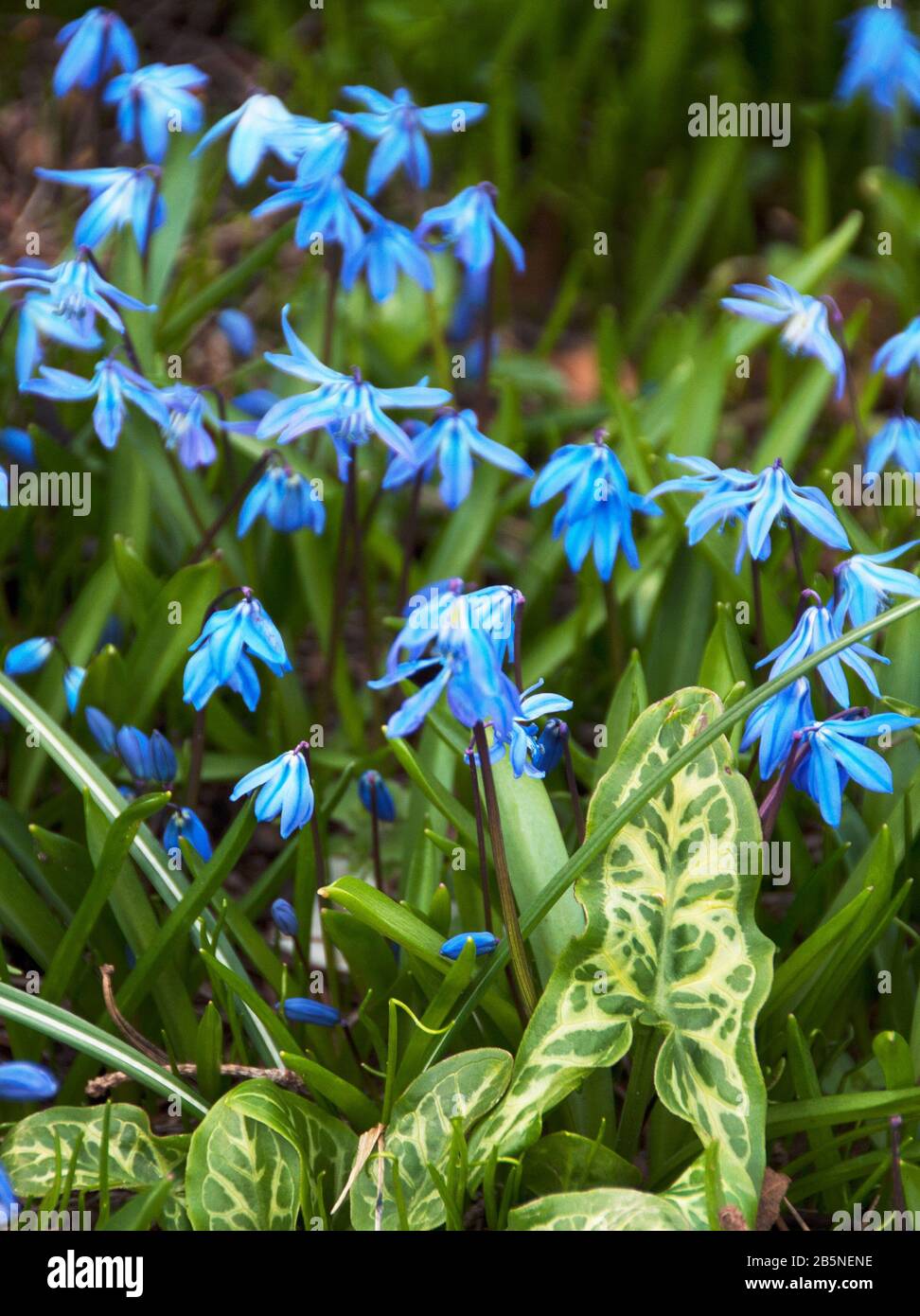 Siberian scilla combine well with variegated Arum italicum leaves Stock Photo