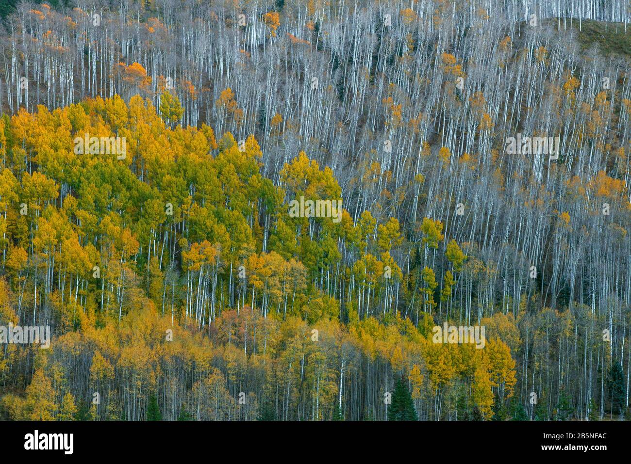 Aspen, Populus Tremula, Dallas Divide, Uncompahgre National Forest, Colorado Stock Photo
