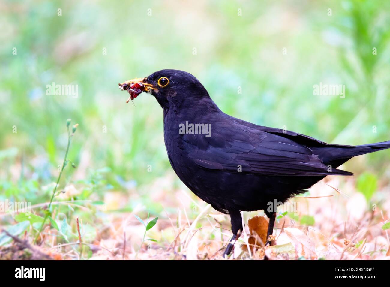 Blackbird male bird observing eating on grass. Black brown blackbird