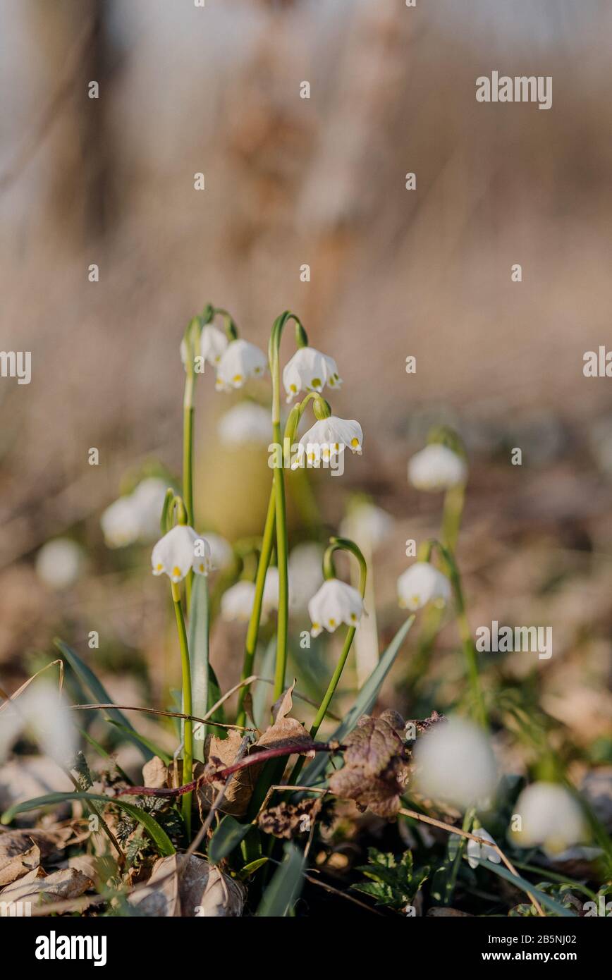 Leucojum vernum, called spring snowflake, is perennial bulbous flowering plant species in family Amaryllidaceae. Spring concept. Stock Photo