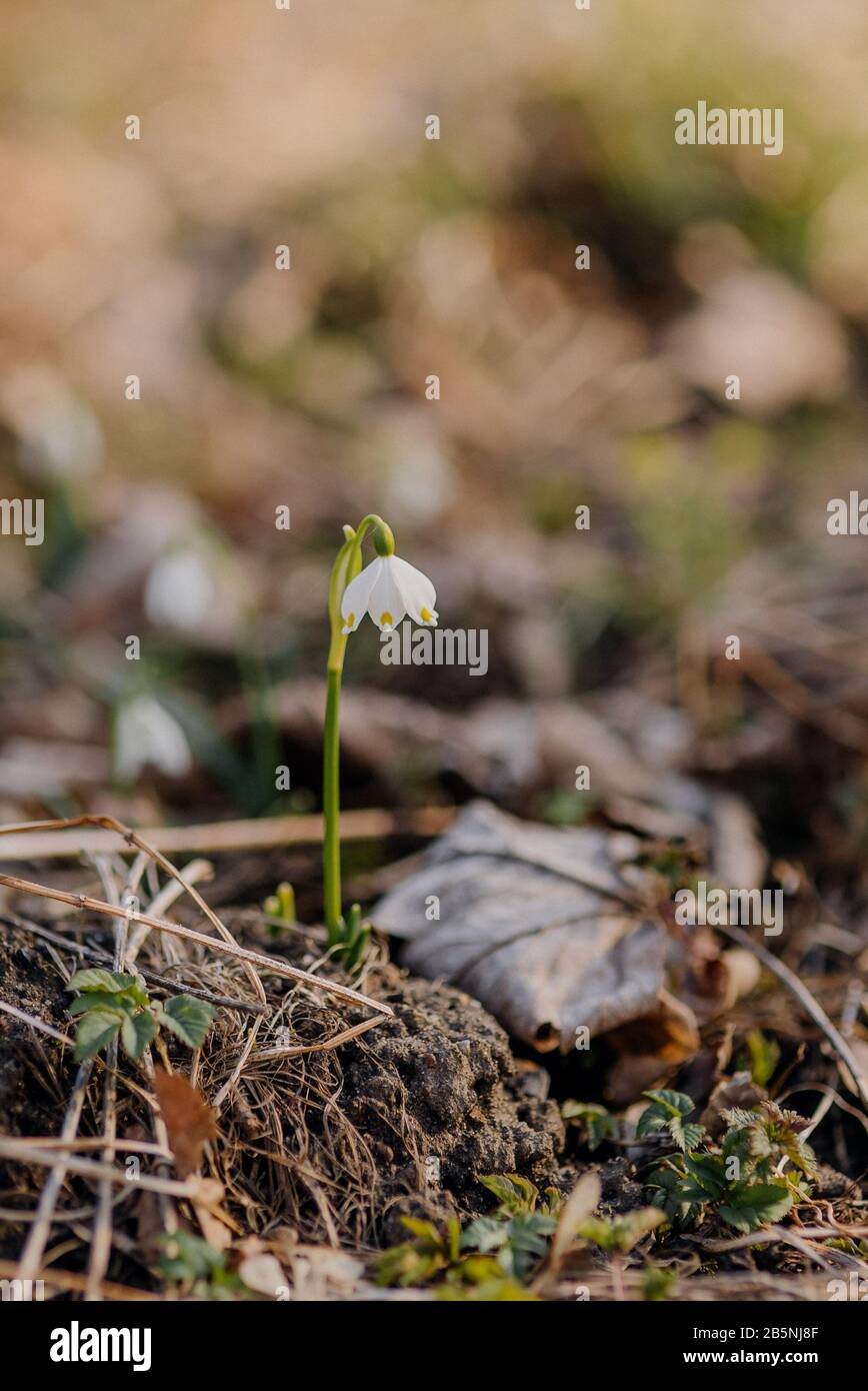Spring snowstorm (Leucojum vernum) national park, nature reserve, Spring Snowflake, close up Stock Photo