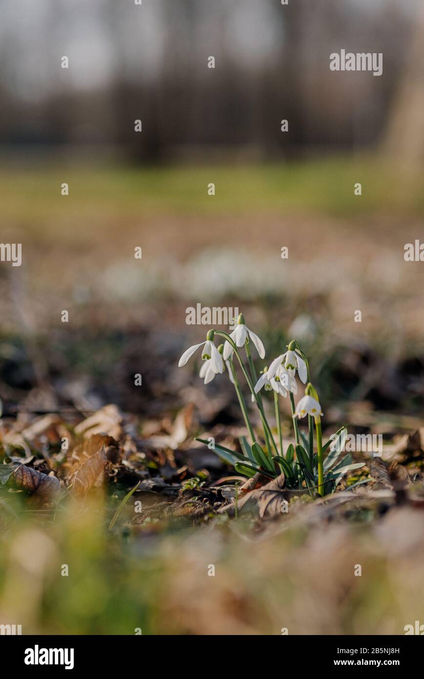 White blooming snowdrop folded or Galanthus plicatus with forest background. Sunny spring day, symbol of spring, close up, early spring in park Stock Photo