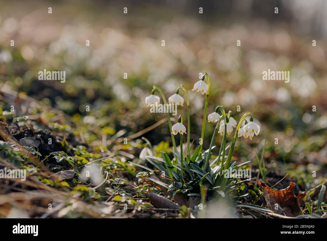 Beautiful blooming of White Spring Snowflake flowers in Springtime. Snowflake called Summer Snowflake or Loddon Lily or Leucojum vernum on background Stock Photo