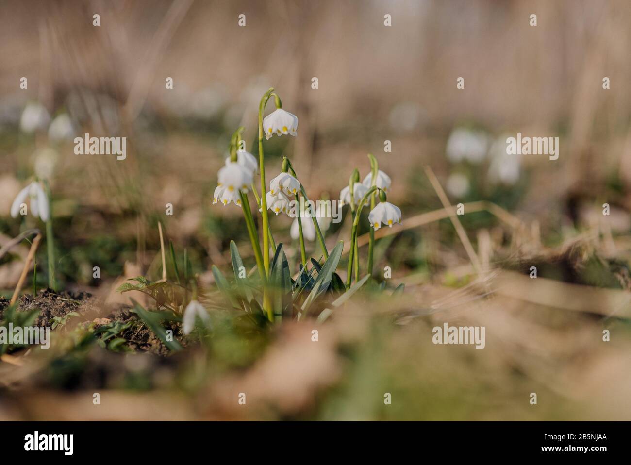 Beautiful blooming of White spring snowflake flowers in springtime. Snowflake called Summer Snowflake or Loddon Lily or Leucojum vernum on background Stock Photo