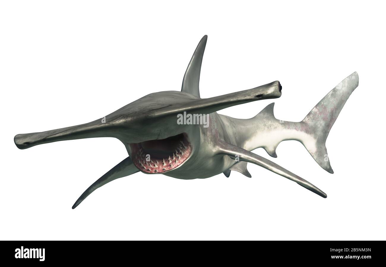 Open mouth hammerhead shark Cut Out Stock Images & Pictures - Alamy