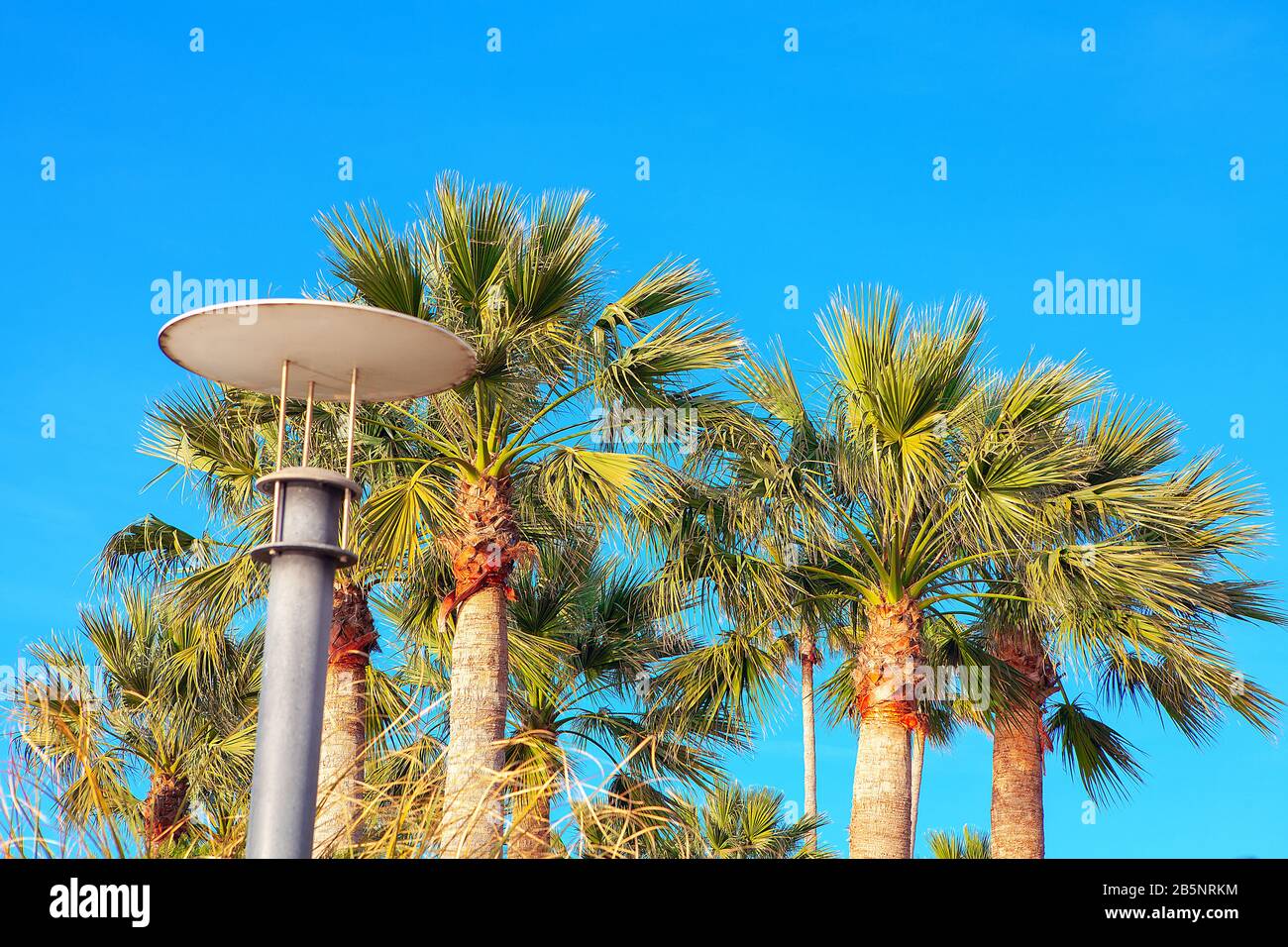 palm trees and lamp street illumination Stock Photo - Alamy