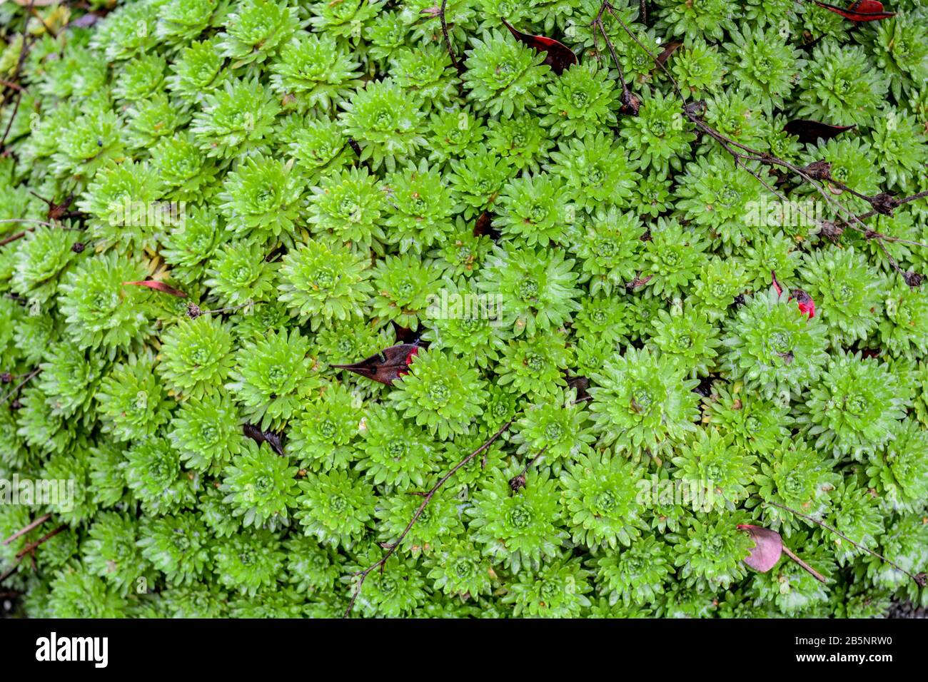 Ground cover plants grass hi-res stock photography and images - Alamy