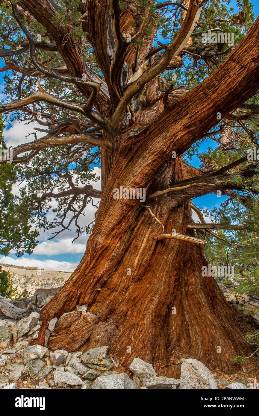 Red Cedar, Inyo National Forest, Eastern Sierra, California Stock Photo