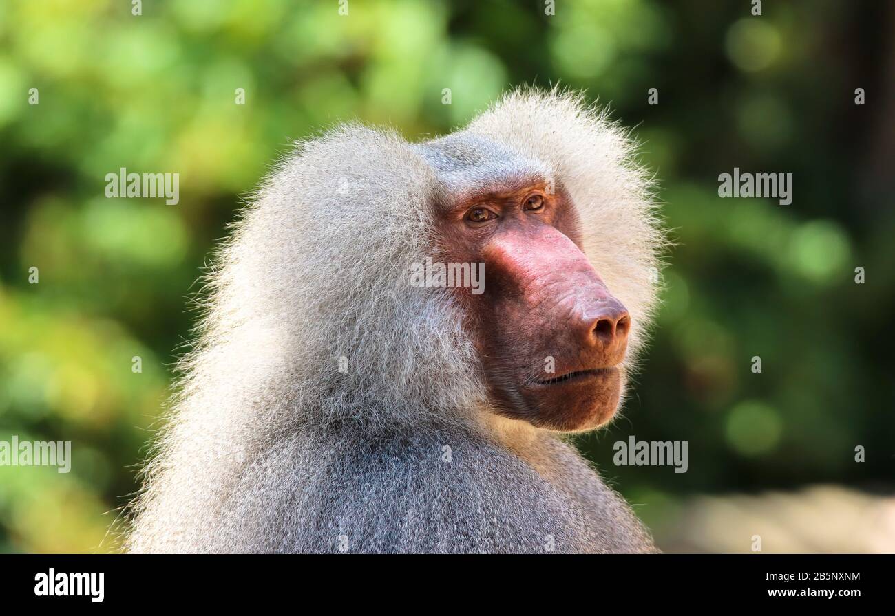 Adult old baboon monkey (Pavian, Papio hamadryas) close face expression ...
