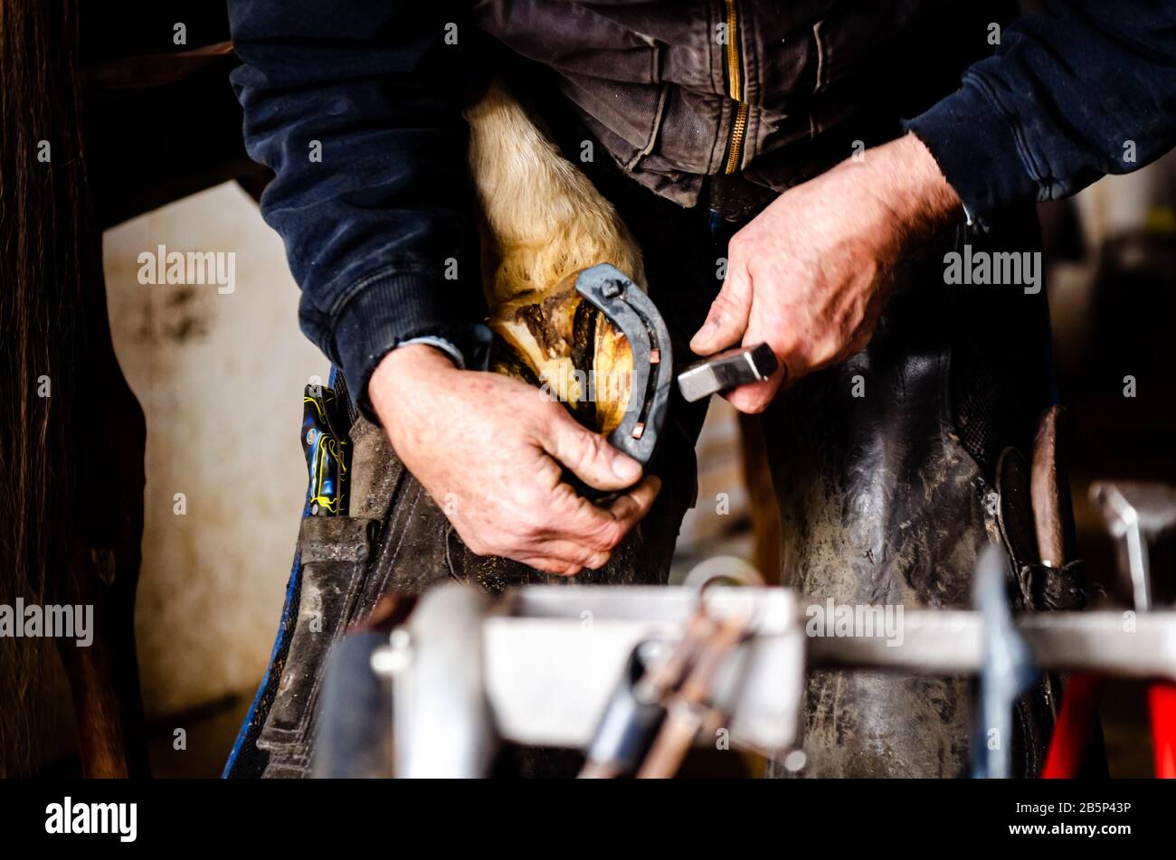 Farrier hot shoeing on a horse, blacksmith, equestrian Stock Photo Alamy