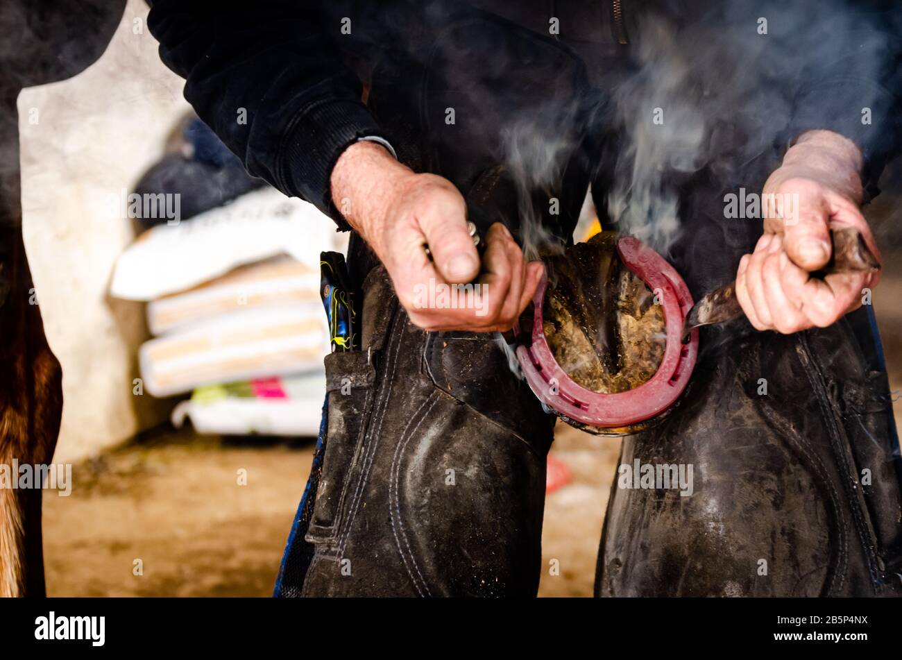Farrier hot shoeing on a horse, blacksmith, equestrian Stock Photo Alamy