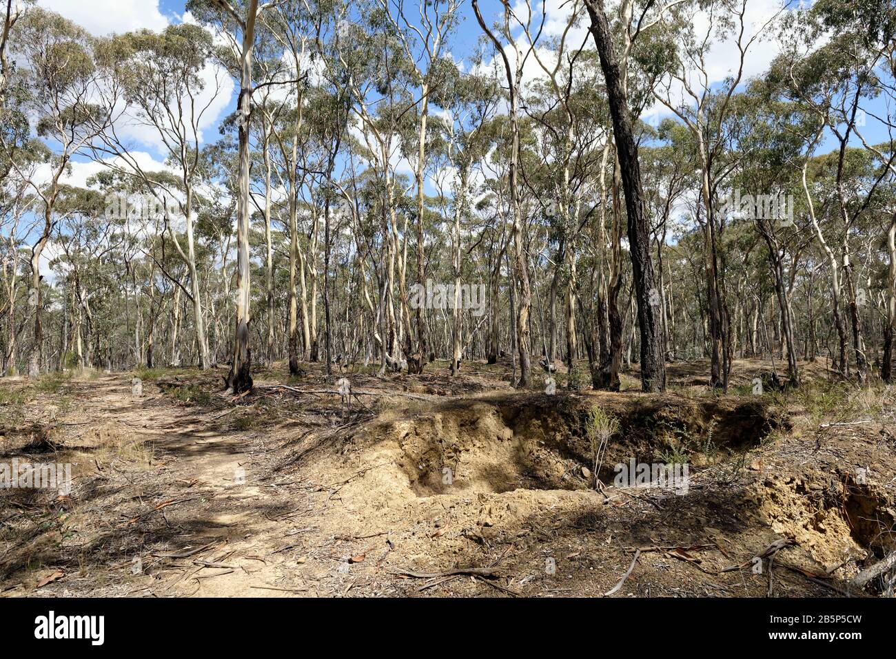 Alluvial Gold diggings, North British Mine, which was the largest, most profitable and longest