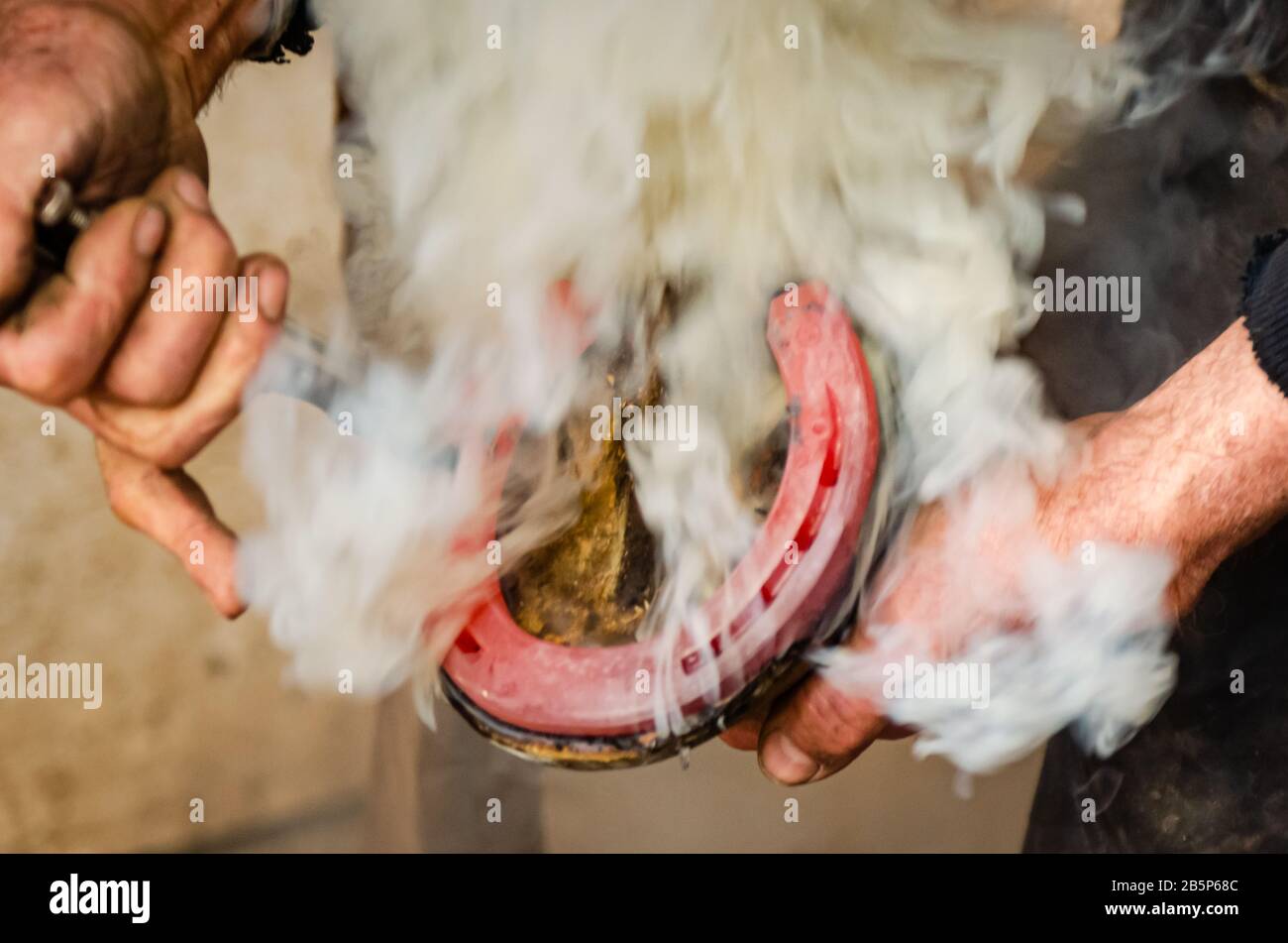 Farrier hot shoeing on a horse, blacksmith, equestrian Stock Photo Alamy
