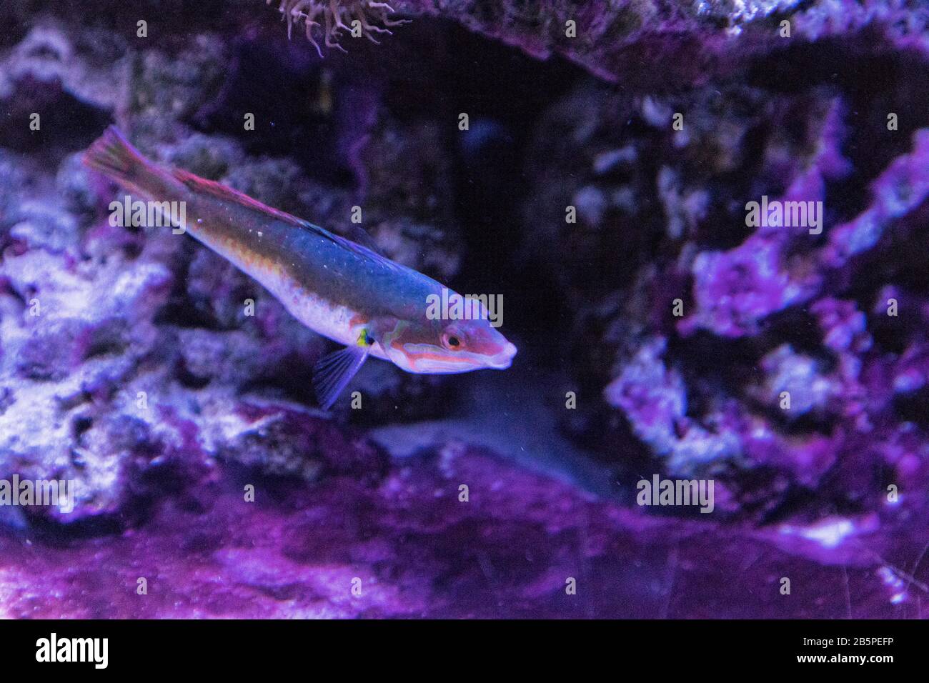 Rainbow wrasse Halichoeres pictus fish swimming through a coral reef Stock Photo