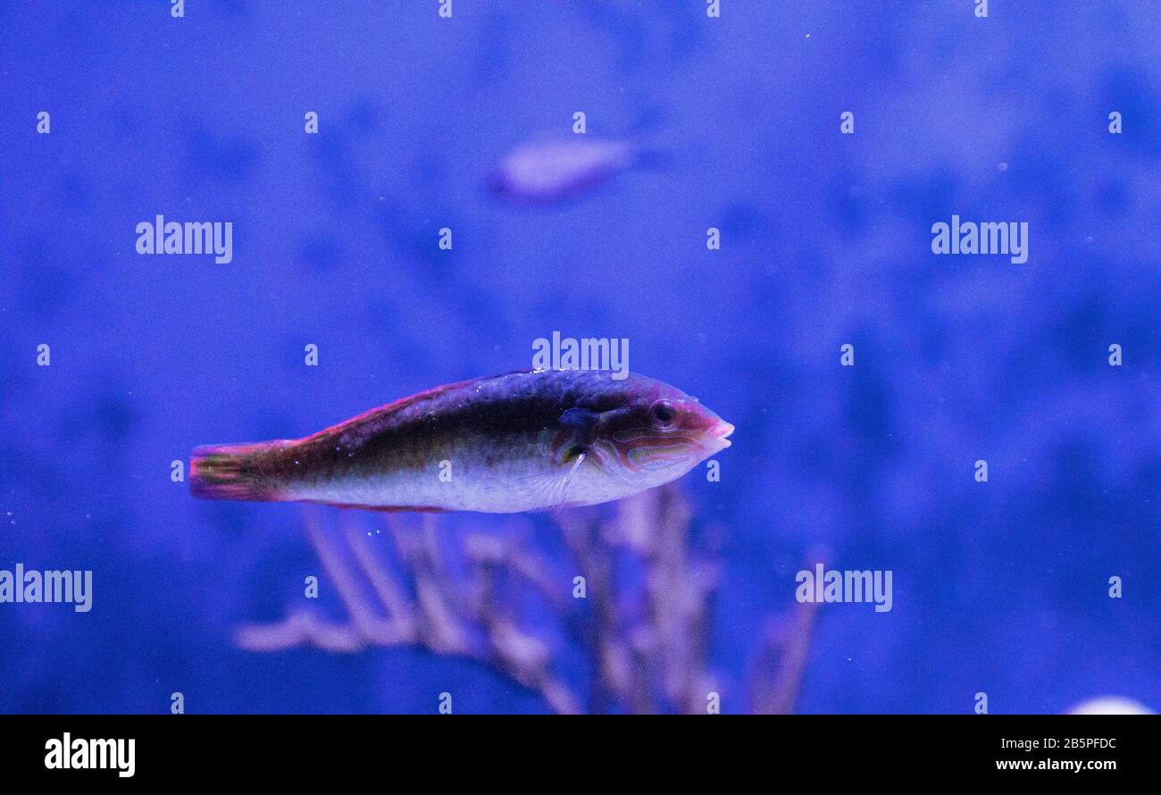 Rainbow wrasse Halichoeres pictus fish swimming through a coral reef Stock Photo
