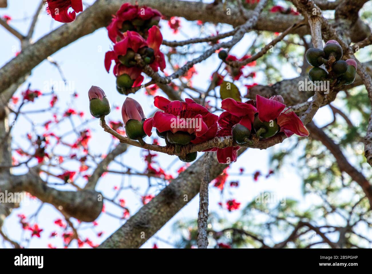 Red Silk Cotton Tree Flowers High Resolution Stock Photography And Images Alamy