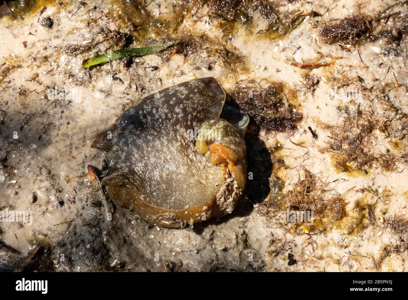 Sea hare Aplysia dactylomela washed up on the shore of Sarasota Bay Stock Photo