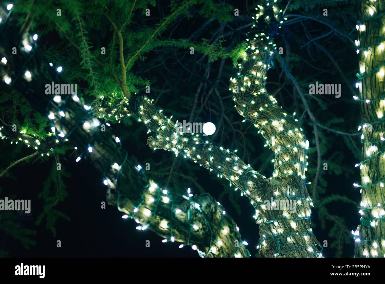 Botanical Cactus Garden las vegas. dec, 2019 Colorful light display