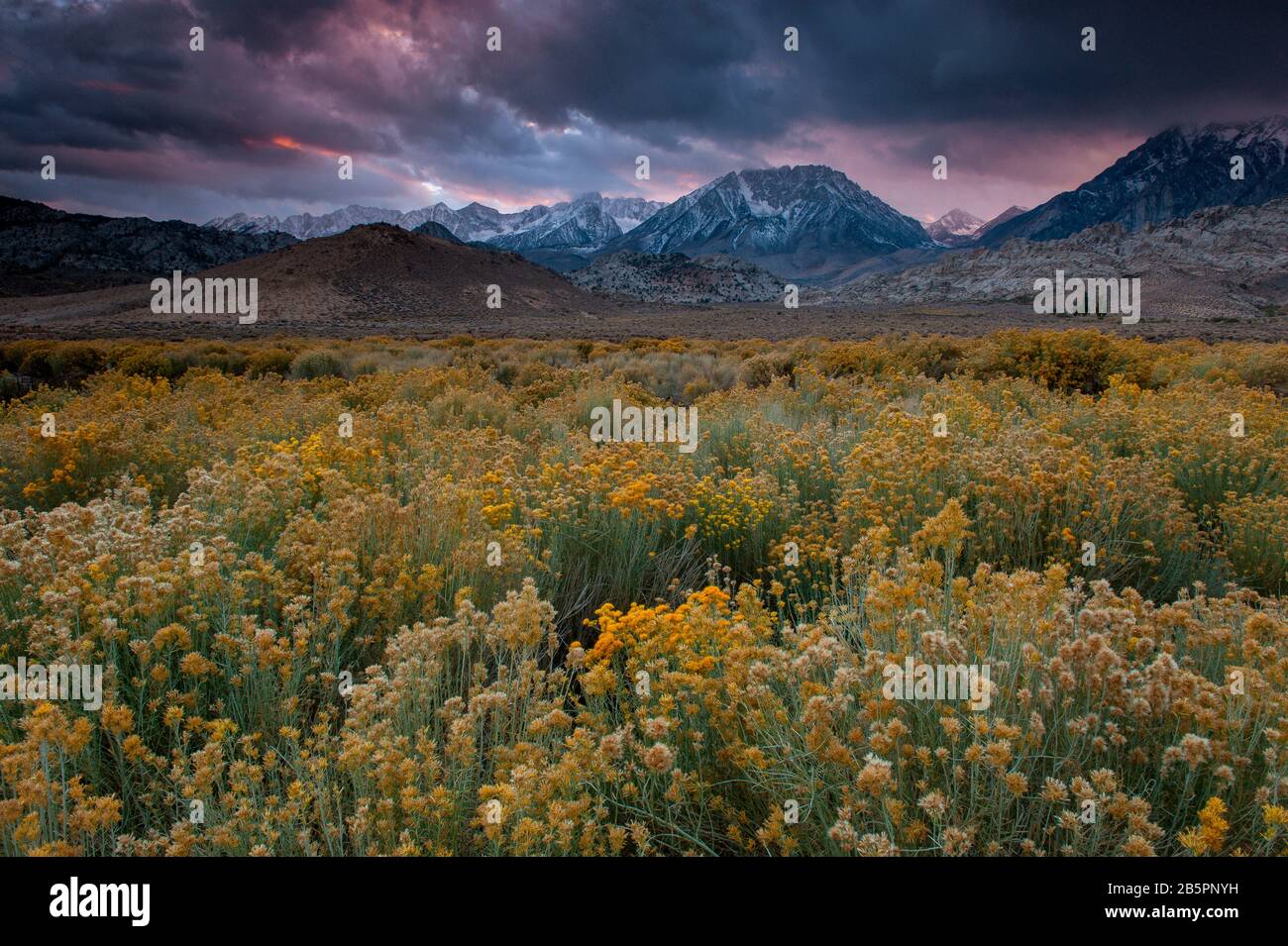 Rabbitbrush, Storm Clouds, Rabbitbrush, The Buttermilks, Mount Humphries, Basin Mountain, Mount