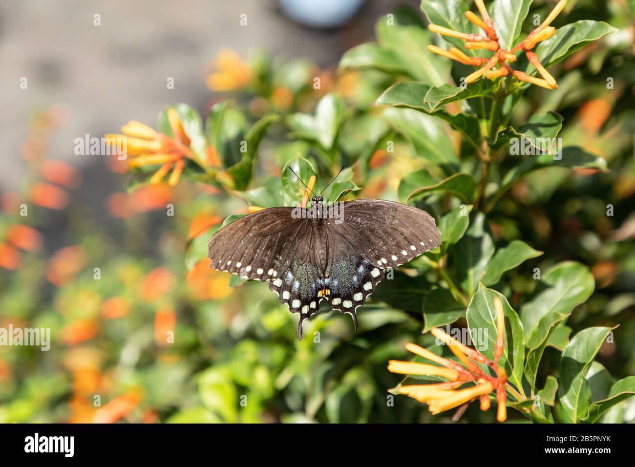 Spicebush Swallowtail Papillio Troilus Butterfly In A Butterfly