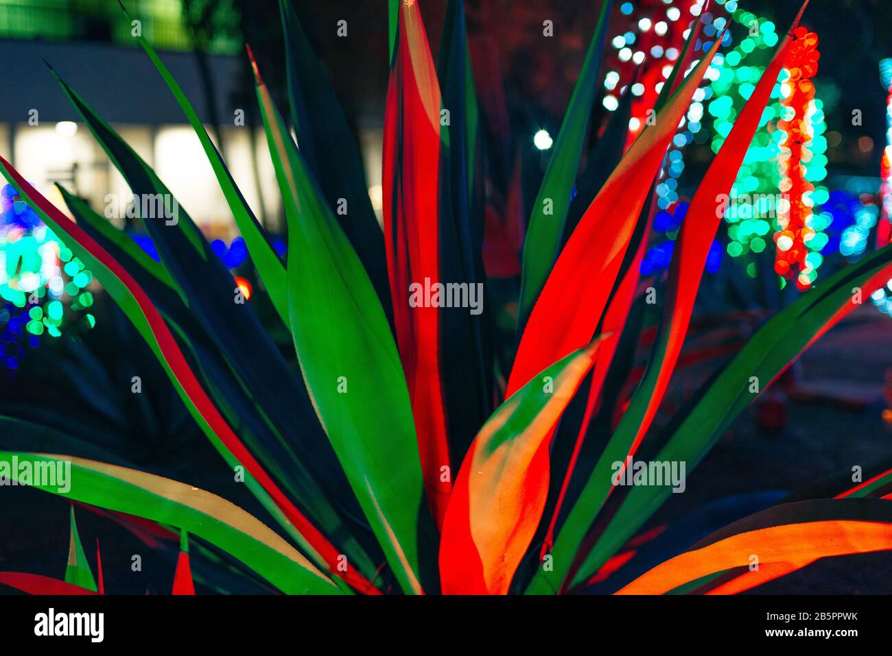 Botanical Cactus Garden las vegas. dec, 2019 Colorful light display