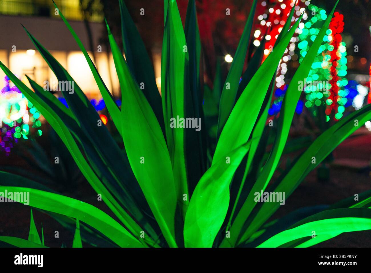 Botanical Cactus Garden las vegas. dec, 2019 Colorful light display