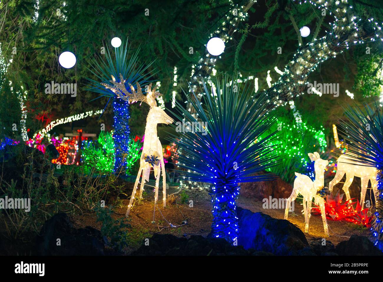 Botanical Cactus Garden las vegas. dec, 2019 Colorful light display