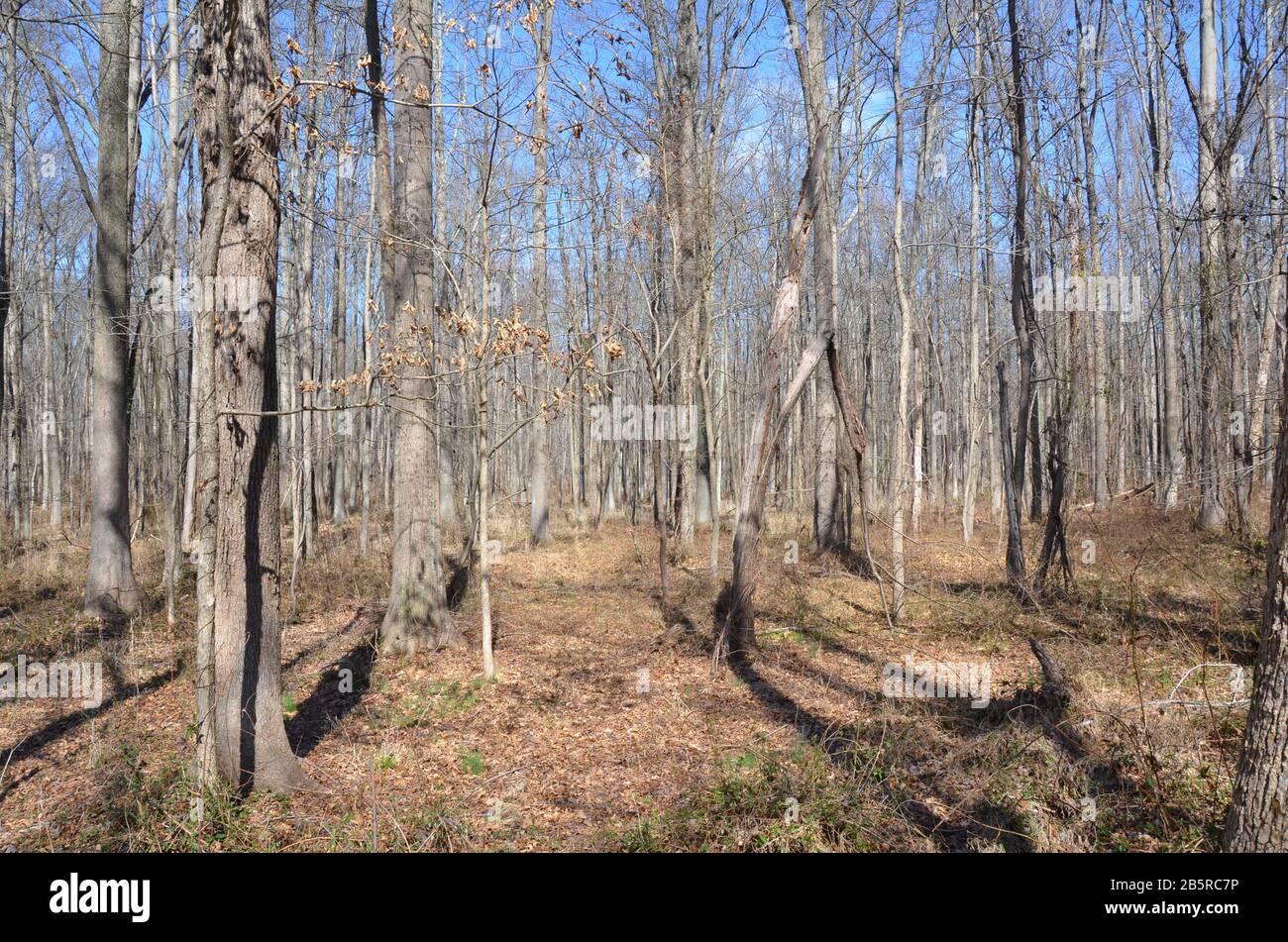Tall trees in a forest hi-res stock photography and images - Alamy