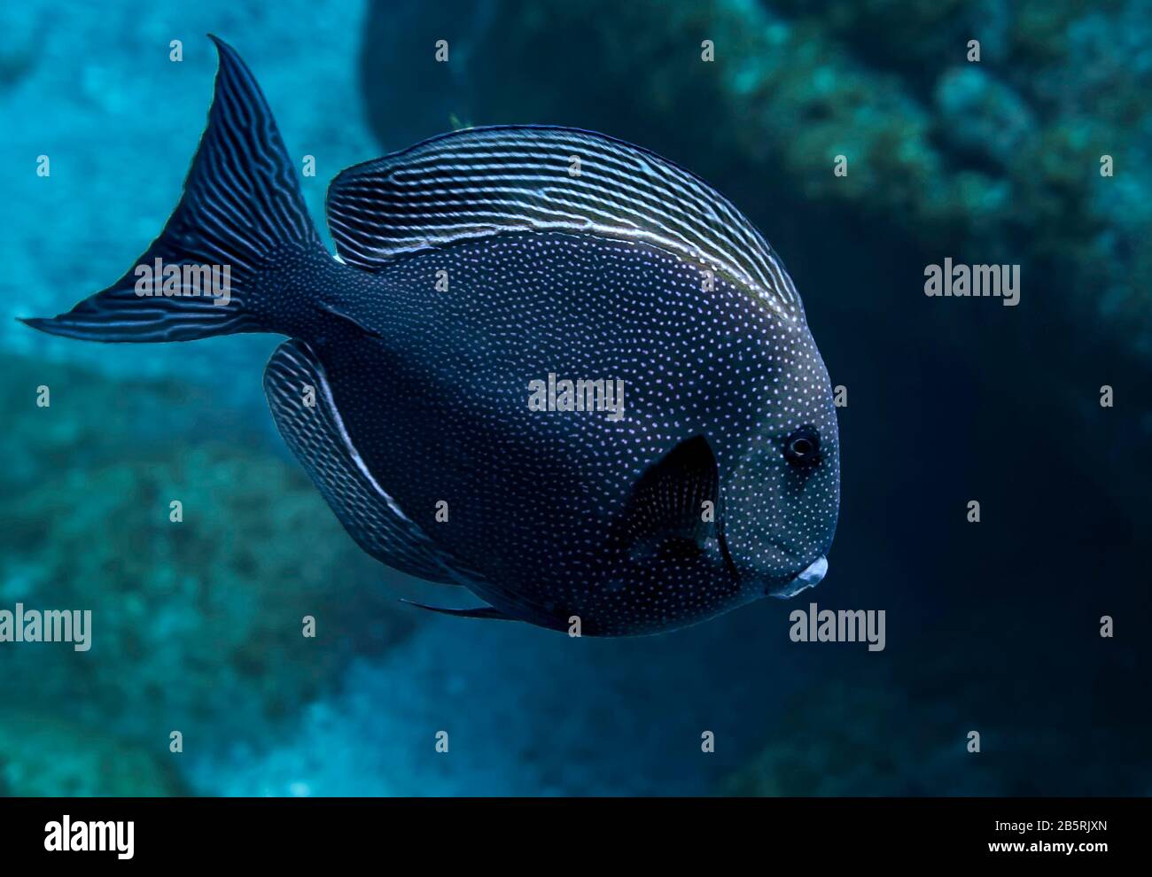 Bluespotted surgeonfish (Ctenochaetus marginatus), rare underwater animal in natural habitat, Pacific Ocean, color Stock Photo