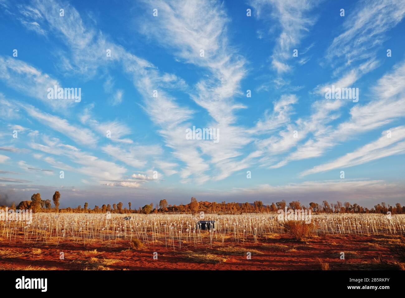 Feather like cirrus clouds overhead, the Field Of Light with low hills and Desert Oaks as the sun casts long shadows across red soil, N.T.  Australia Stock Photo