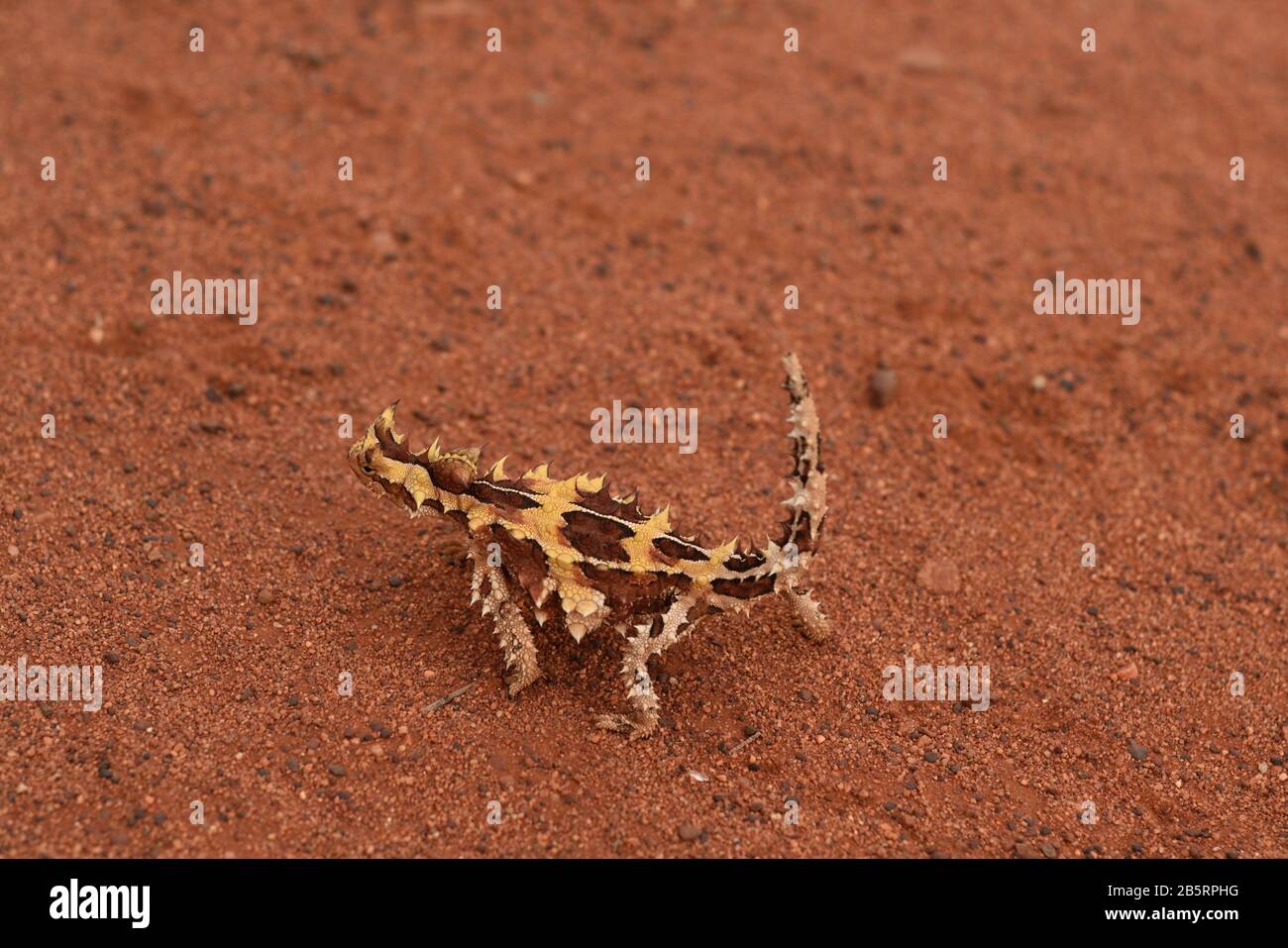 A small Thorny Devil lizard on red desert sand in arid scrub with thorn-shape spines and rust red of outback Central Australia, tail held in an upward Stock Photo