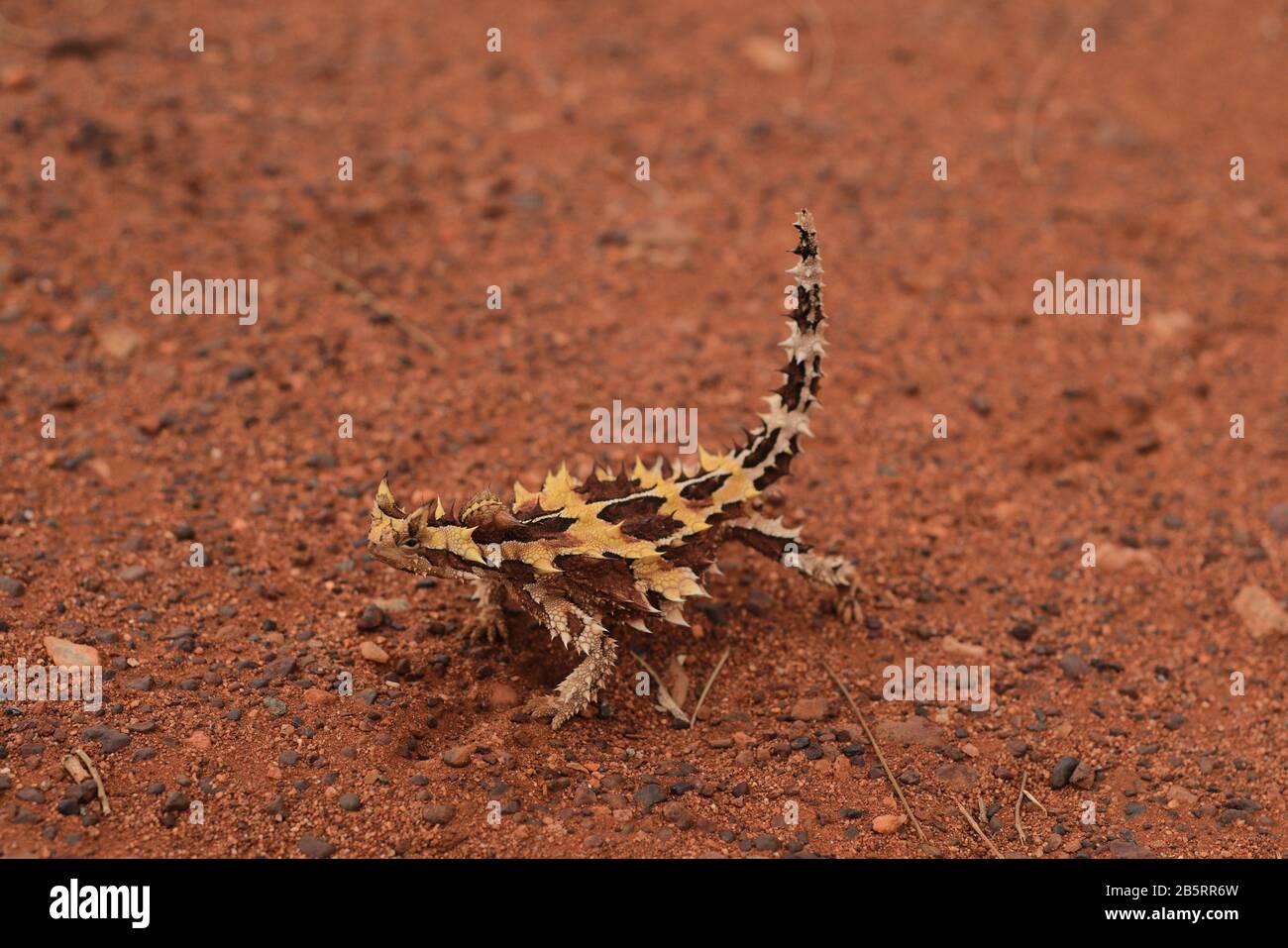 A small Thorny Devil lizard on red desert sand in arid scrub with thorn-shape spines and rust red of outback Central Australia, tail held in an upward Stock Photo