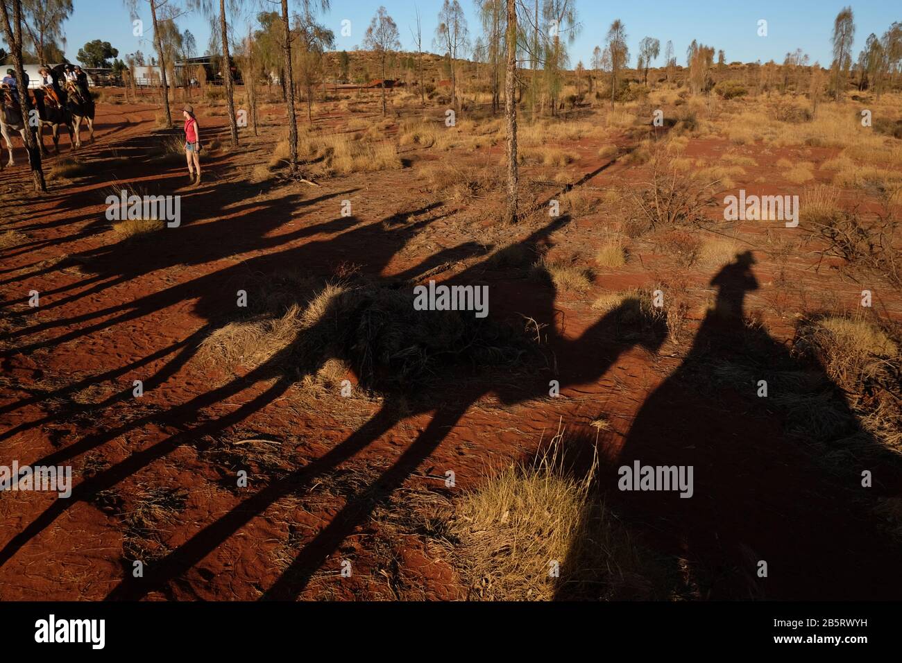 A line of long camel shadows against red sand, desert oaks and native grasses, a camel ride in the Northern Territory; Australia Stock Photo