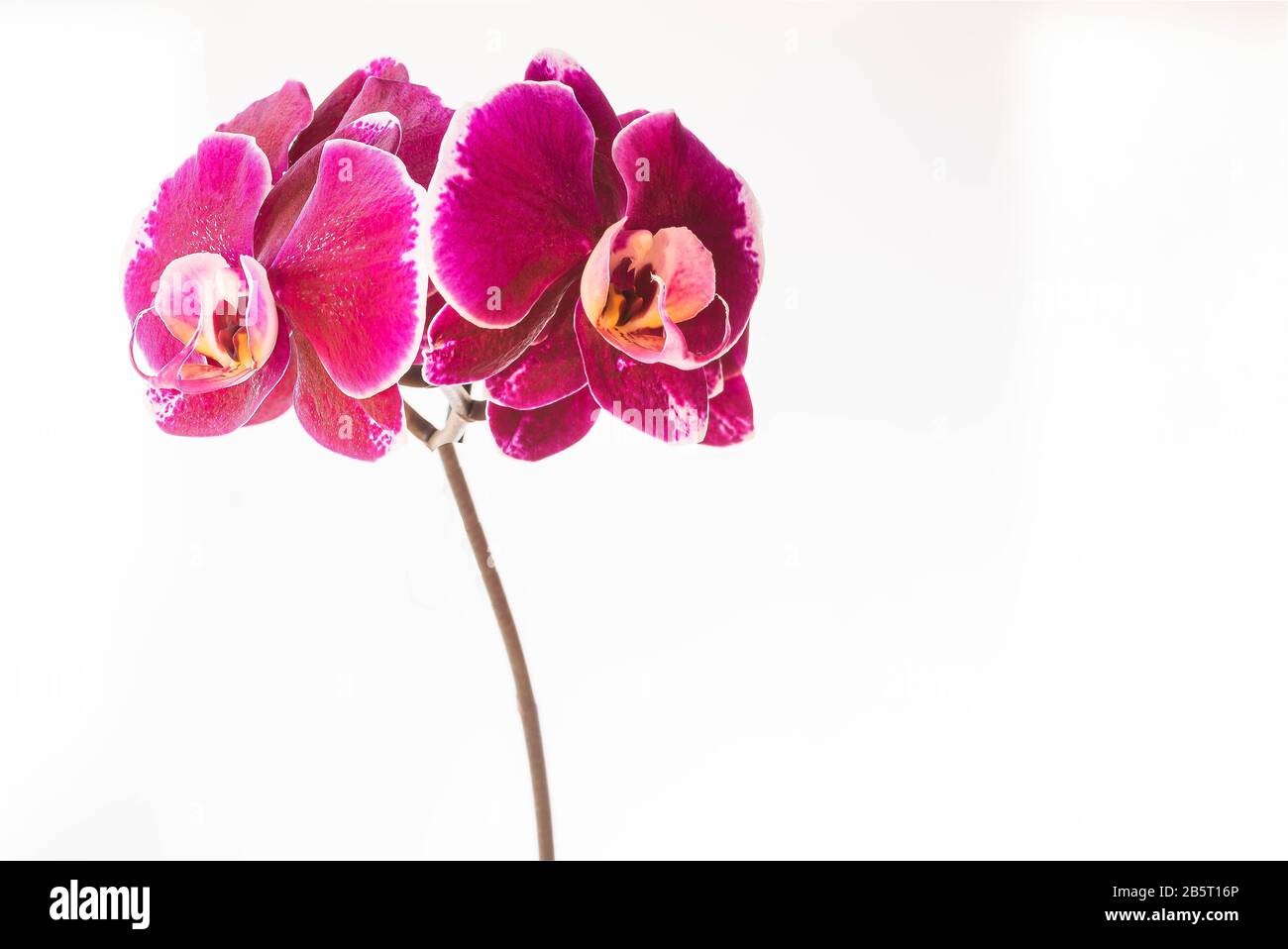 Two pink orchids on an isolated white background Stock Photo - Alamy