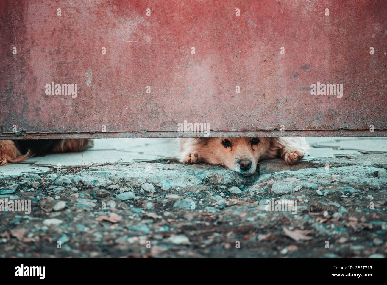 Animal research humane hi-res stock photography and images - Alamy